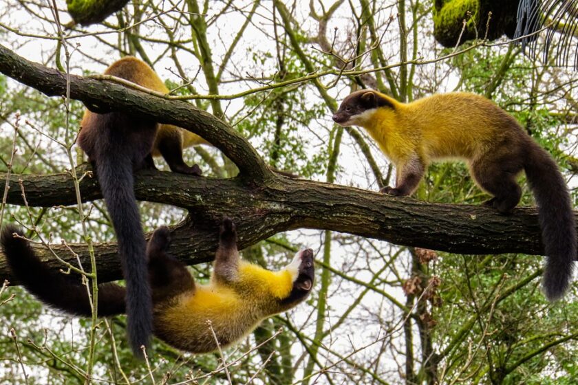 W jaki sposób się można pozbyć kun z domu