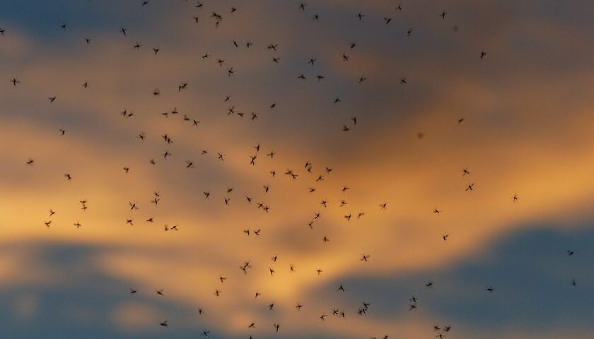 Czemu warto do dezynsekcji wynająć profesjonalną firmę
